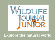 Wildlife Journal Junior
