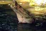 Crocodile