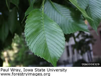 American Elm