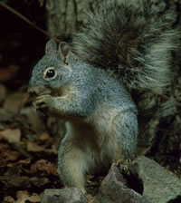 Arizona Gray Squirrel - Sciurus arizonensis - NatureWorks