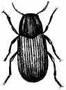 Beetle