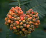 Berries