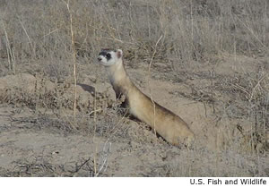 Black-footed Ferret