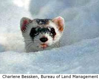 Black-footed Ferret