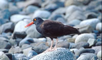 American Oyster Catcher