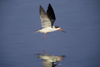 Black Skimmer