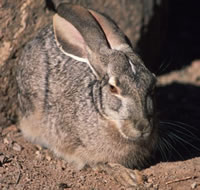 Black Tailed Rabbit