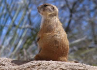 Black-tailed Prairie Dog