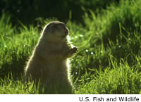 Prairie Dog