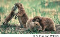 Black-tailed Prairie Dog