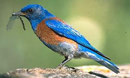 Eastern Bluebird