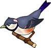 blue jay