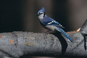 Blue Jay