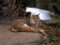 Bobcat