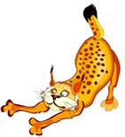 bobcat