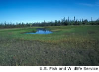 Bog