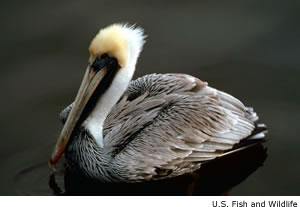 Brown Pelican