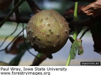 Buckeye