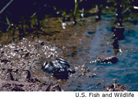 Bullfrog