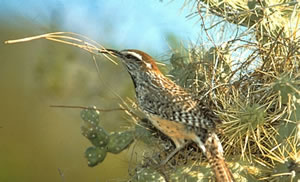 Cactus Wren - Campylorhynchus Brunneicapillus - NatureWorks