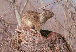 California Ground Squirrel