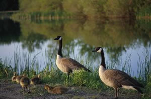 Canada Goose - Branta Canadensis - NatureWorks