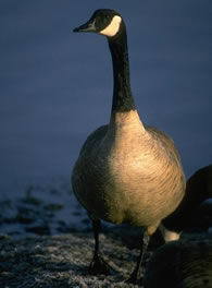 Canada Goose