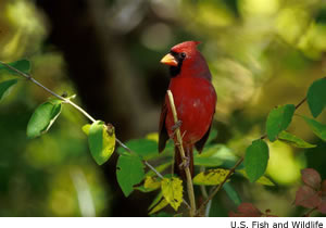 Cardinal
