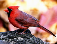 Cardinal