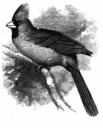 Cardinal