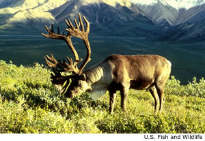 caribou