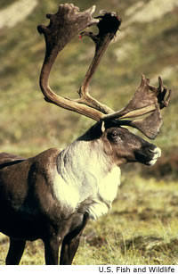 caribou