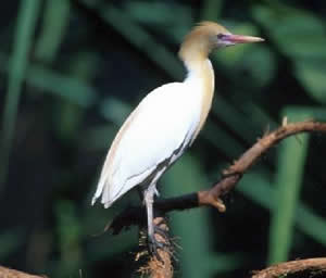 Cattle Egret