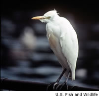 Cattle Egret