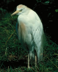 Cattle Egret