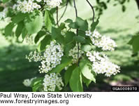 Chokecherry