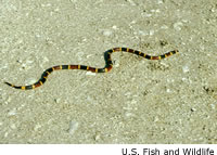 Coral Snake