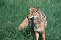 coyote