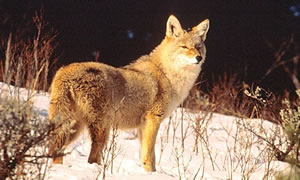 Coyote