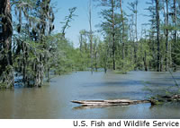 Cypress Swamp