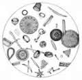 diatoms