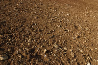 Dirt
