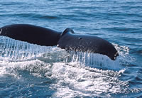 Whale Diving