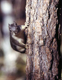 http://www.nhptv.org/natureworks/graphics/douglassquirrel3sm.jpg