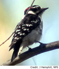 downy woodpecker characteristics