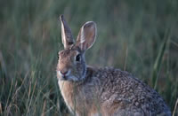 Eastern Cottontail