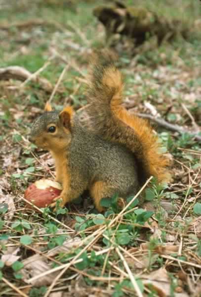 Squirrel Types