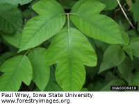 Eastern Poison Ivy