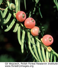 Fern