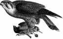 Peregrine Falcon